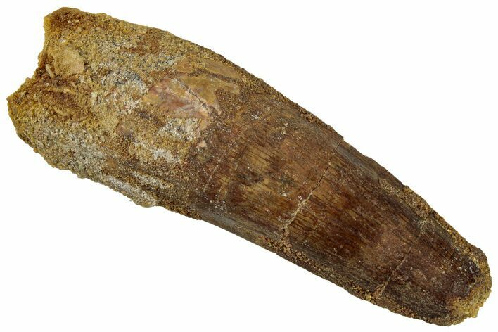 Fossil Spinosaurus Tooth - Real Dinosaur Tooth #319019